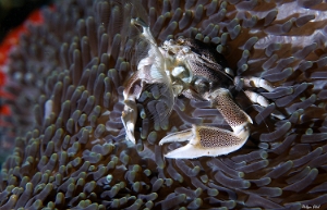 Maldives 2021 - Crabe-porcelaine - Anemone porcelain crab - Neopetrolisthes maculatus - DSC00445_rc